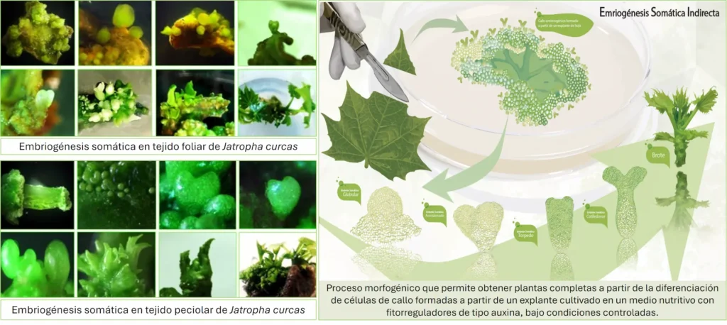 67-congreso-de-la-sociedad-agronómica