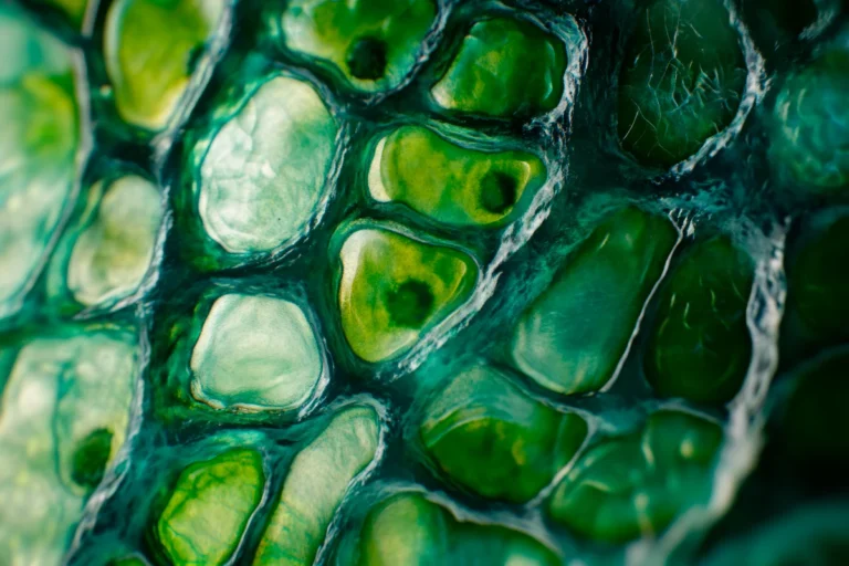 microbiologia_ambiental_image